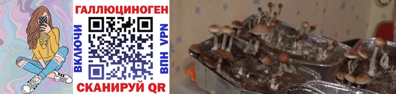 OMG ССЫЛКА Белозерск Галлюциногенные грибы Psilocybe